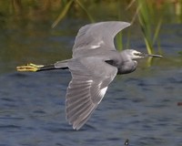 Hybrid Little x W Reef Egret - Egretta gularis x garzetta © John Muddeman